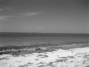 Tropical Beach in black and white